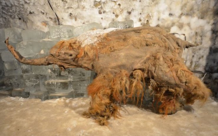 мамонт Юка РНК