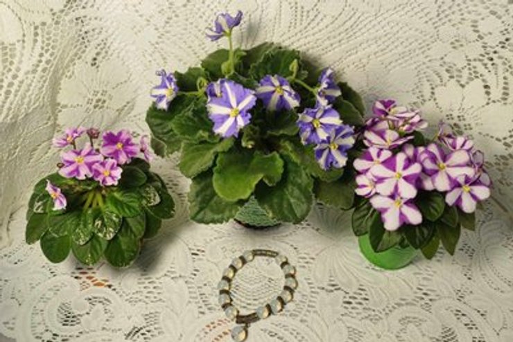 Цветочница из Житомира в двухкомнатном доме собрала более 400 сортов фиалок