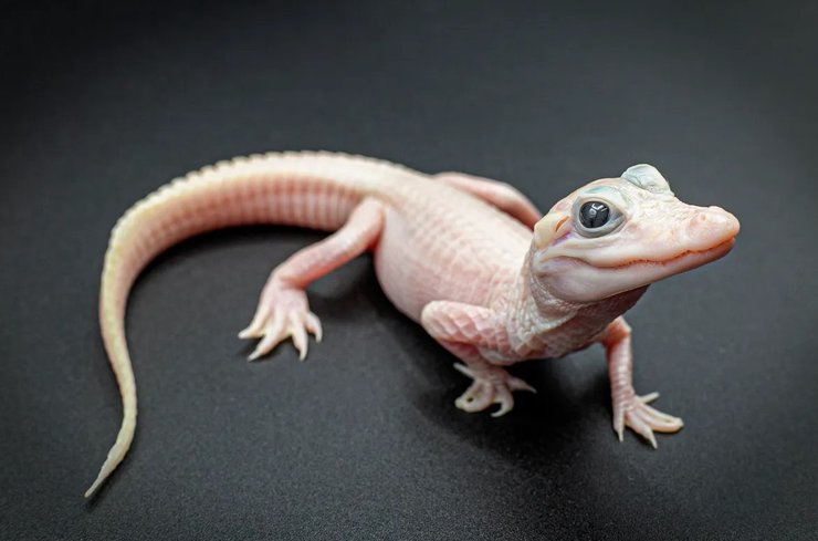 білий алігатор самка