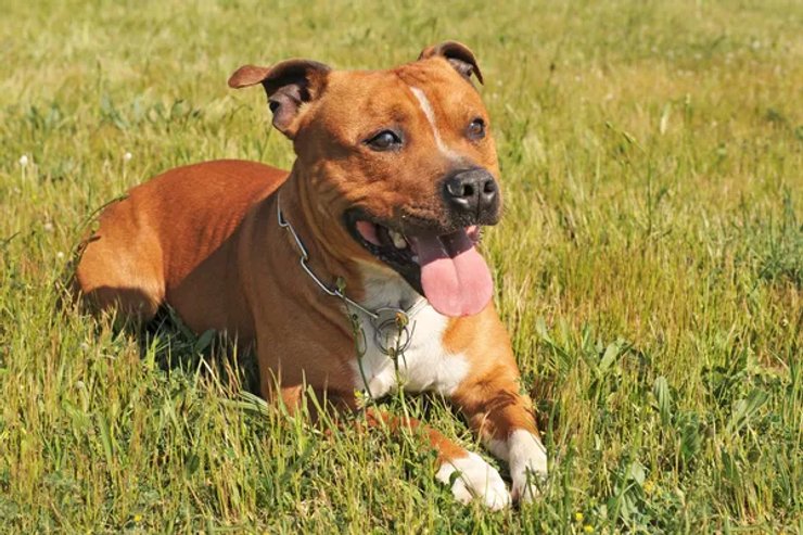 Стаффордширский бультерьер