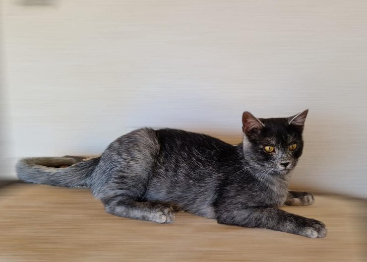 трансильванская кошка