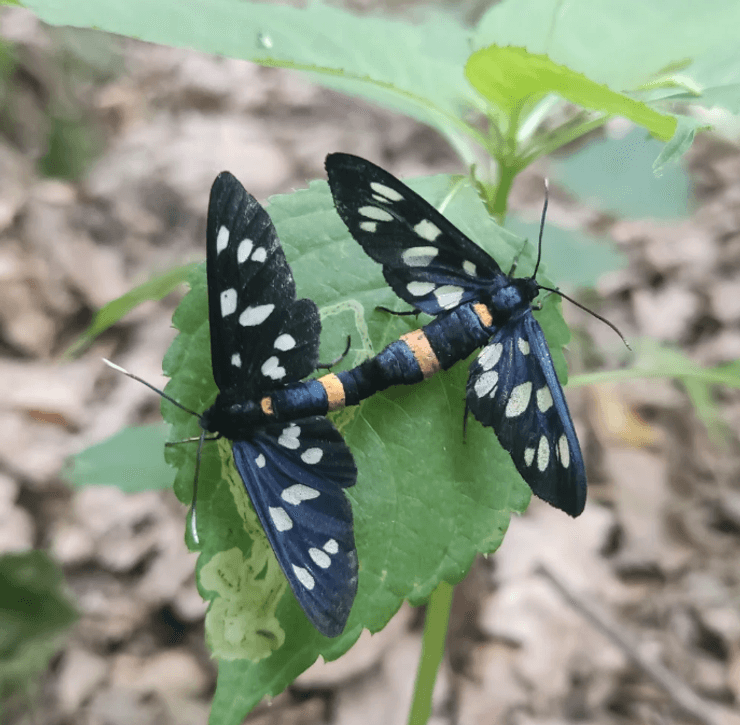 токсичний метелик який водиться в україні