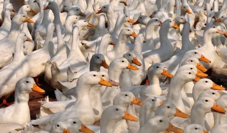 Утки, утка, птицеферма, птичий грипп