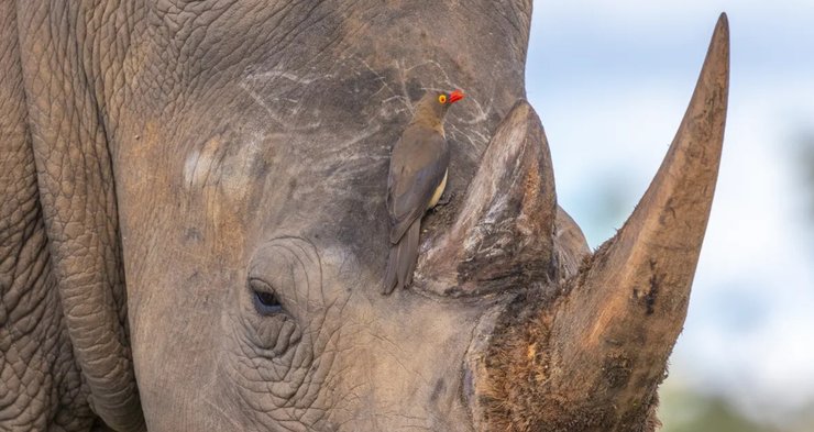 носорог птицы