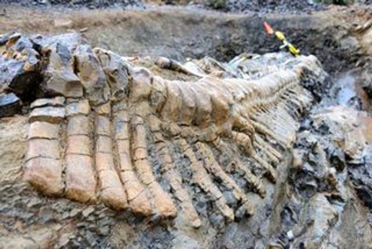 Динозавр, динозавры, динозавры в Украине, Кременчуг, Кременчугский район, Полтавская область, скелет динозавра