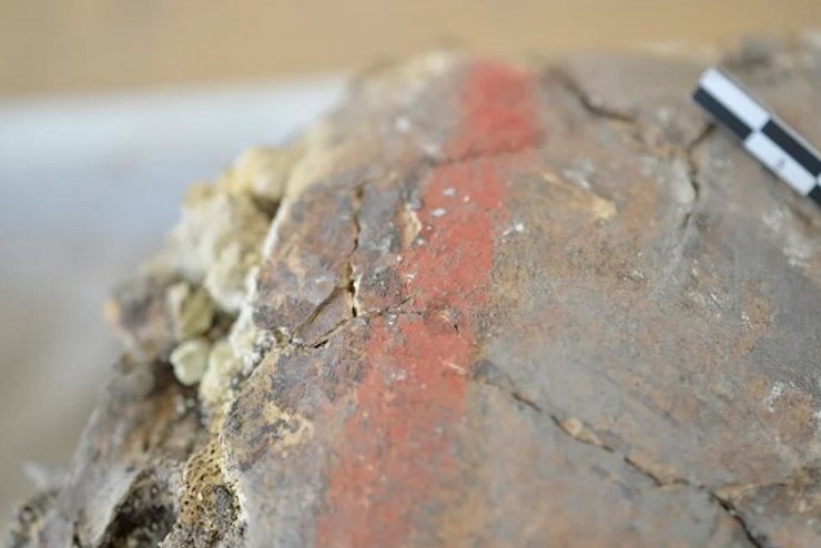 Череп,Чатал-Хююк