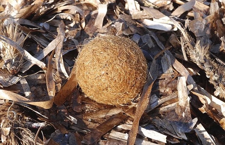 кулі нептуна пляж