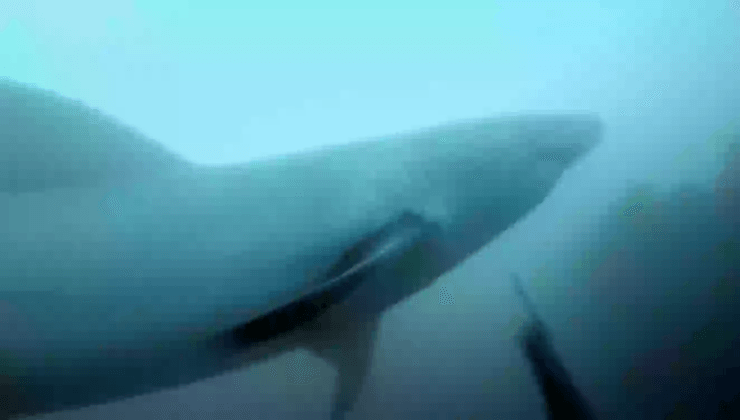 Белая акула, огромная акула, большая белая акула, хищник, морской хищник, дайвер, акула преследовала мужчину, акула под водой