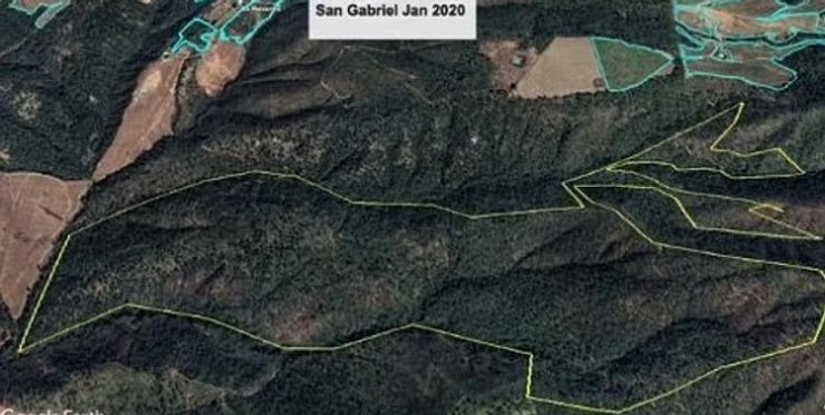 ліс мексика 2020