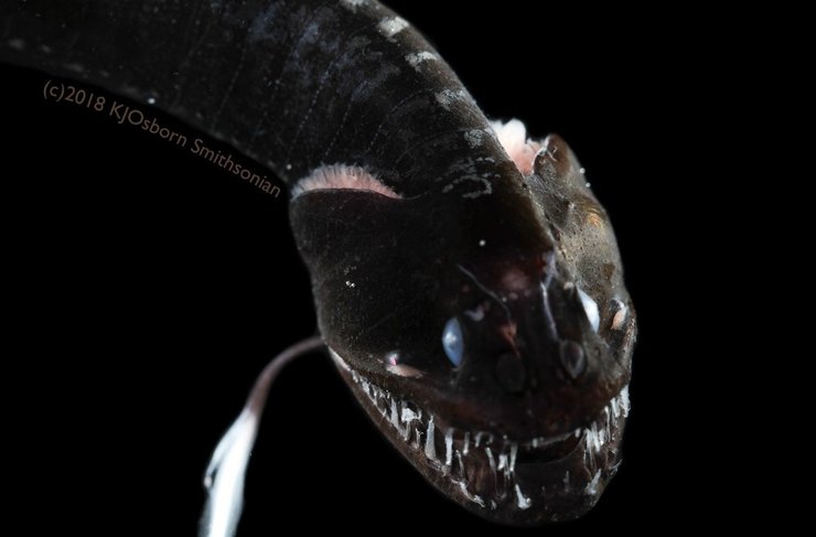 рыба невидимка