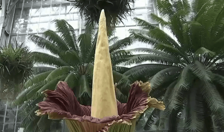 Аморфофаллус титанический, цветок, Amorphophallus titanum, трупный цветок, "король всех цветов"