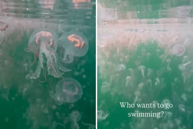 Жінка помітила тисячі медуз під водою під час прогулянки на каяках