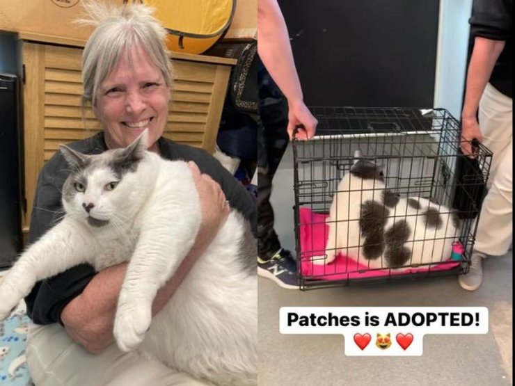 Кот, толстый кот, животное, приют, женщина, клетка,