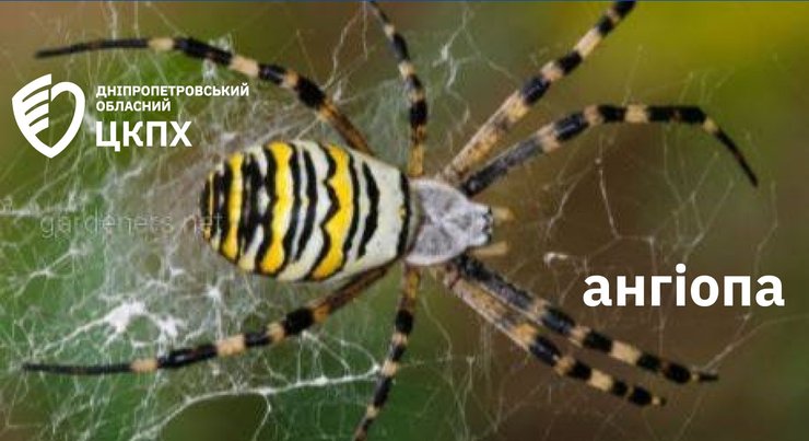 Аргіопа, або павук-зебра, або павук-оса