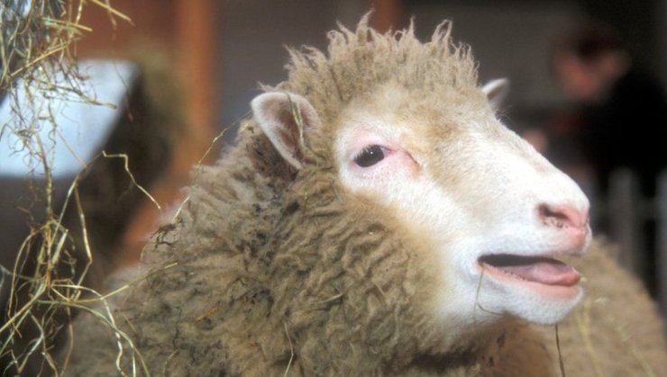 Овечка Долли