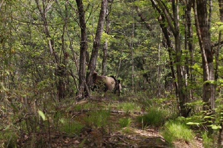 Большая панда, лес, растительность, деревья