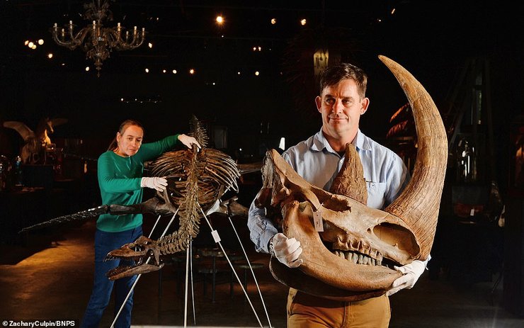 динозавр, череп, носорог