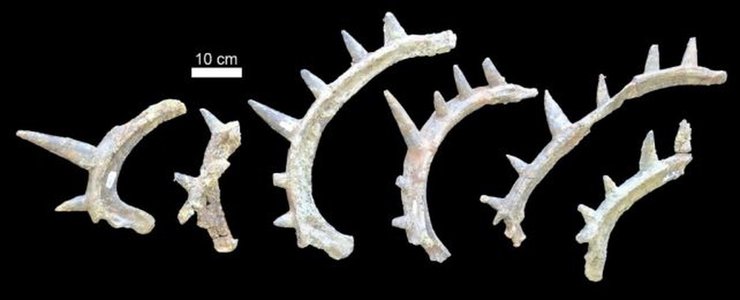 кости анкилозавра с шипами