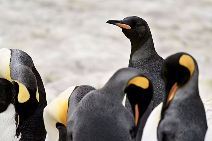 пингвины, колония пингвинов, черный пингвин