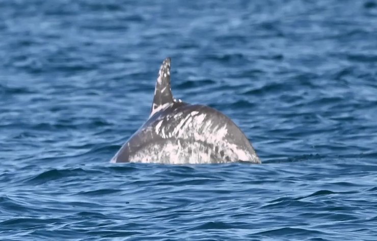 дельфіни плями