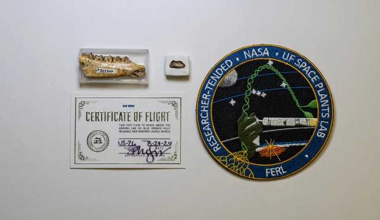 лошадь, челюсть лошади