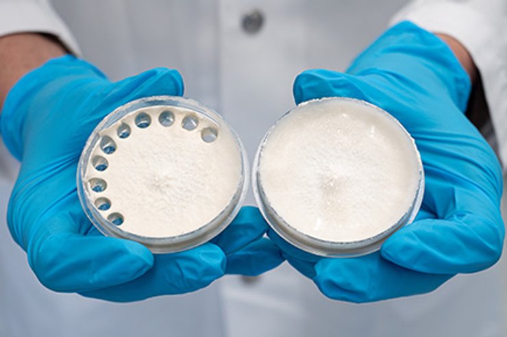 Грибкова культура гриба на живильному середовищі