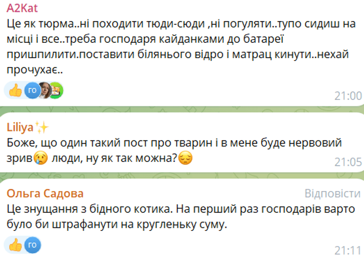 Львів, кіт, жорстоке поводження з тваринами, знущання