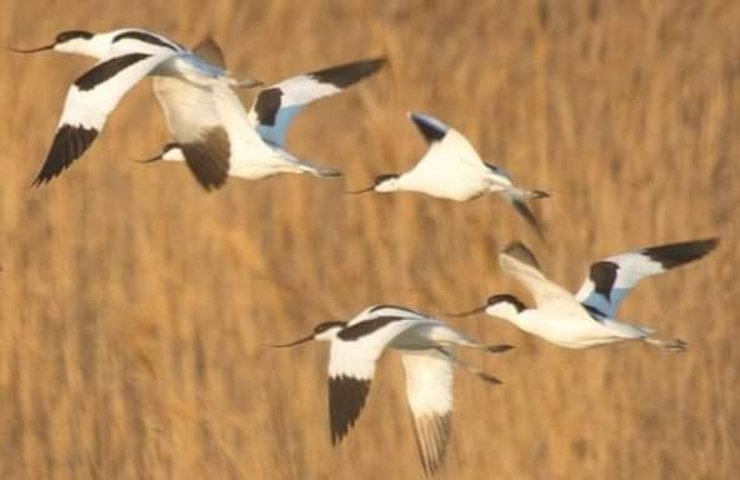 вплив війни на екологію