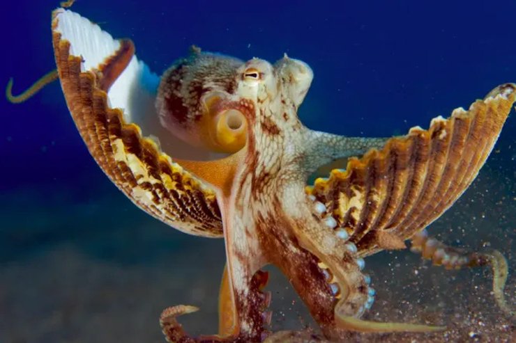 Осьминог, животное, море,