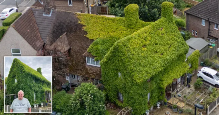 Дом полностью заплела лиана, владельцы дома не обрезали куст в течение 40 лет, скандал, фото, Великобритания