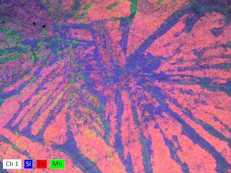 кільчастий черв'як скам'янілість