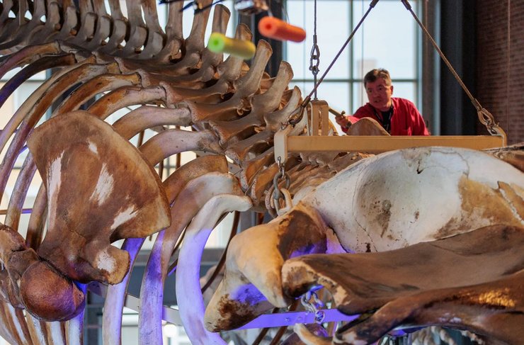 скелет кита, синий кит скелет, скелет синий кит