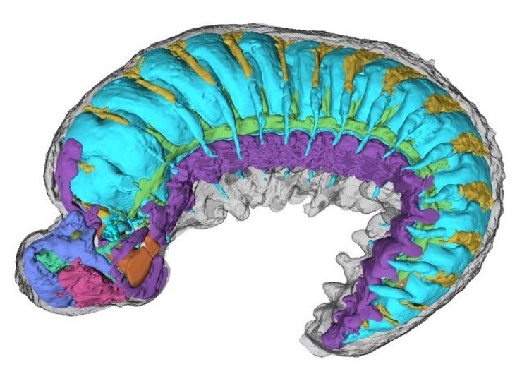 червь личинка окаменелость