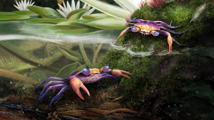 C. athanata, крабы, рисунок, вода