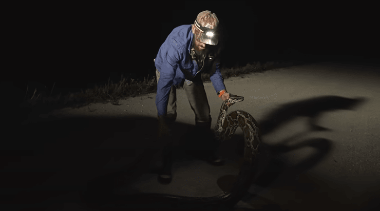 Величезний пітон, чоловік, змія, ловець диких тварин