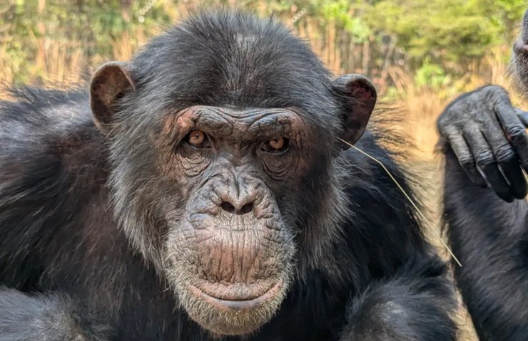 шимпанзе, травинка, трава