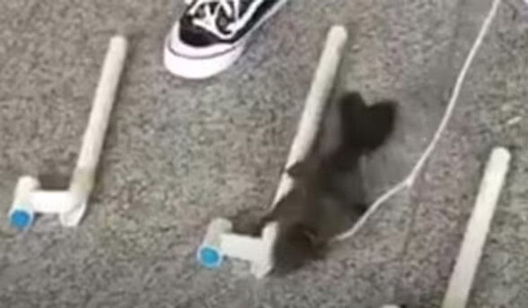 білка спецназ