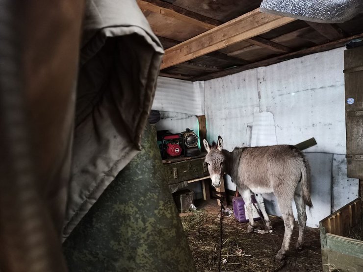 Минобороны России поставляет ВС РФ ослов как вид транспорта