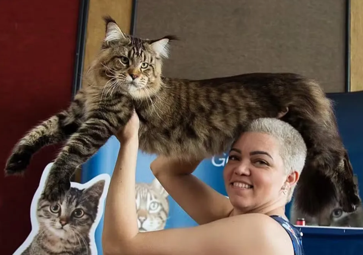 Найбільший у світі кіт, мейн-кун, тварини, домашні улюбленці, фото, Бразилія, Книга рекордів Гіннеса