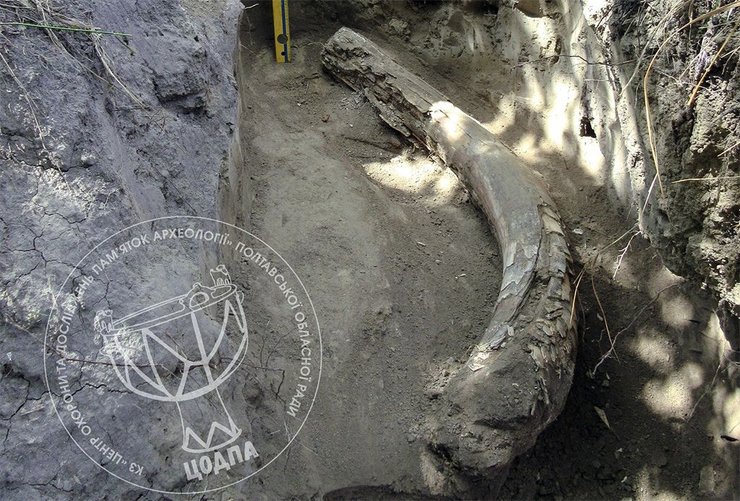 бивень мамонта