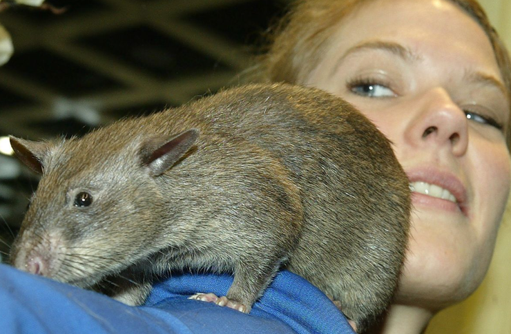 Гамбійський щур, гризуни, тварини, екосистема, США, популяція, аномалії, нашестя шкідників, фото