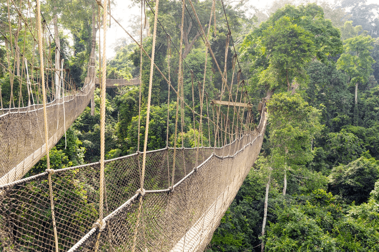 Канатна доріжка в кронах дерев