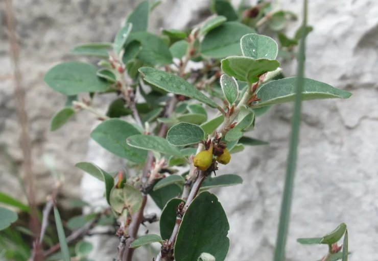 кизильник растение