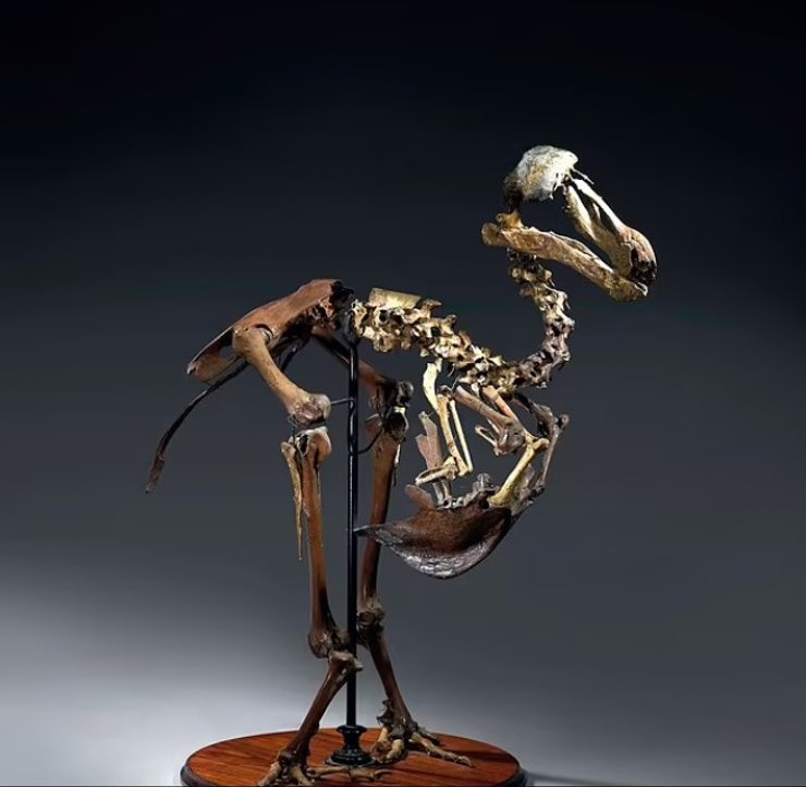 Маврикийский дронт, додо