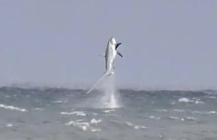 лисья акула