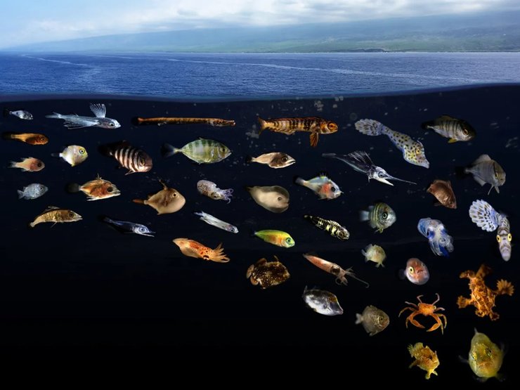 ладкі плями види риб