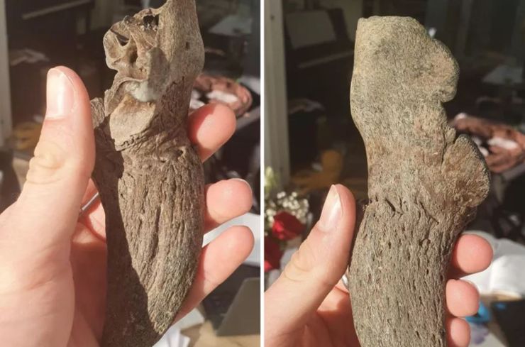 Мужчина гулял с собакой и нашел рог бизона, интересные истории, находки, Нидерланды, фото, курьезы, собака, пес