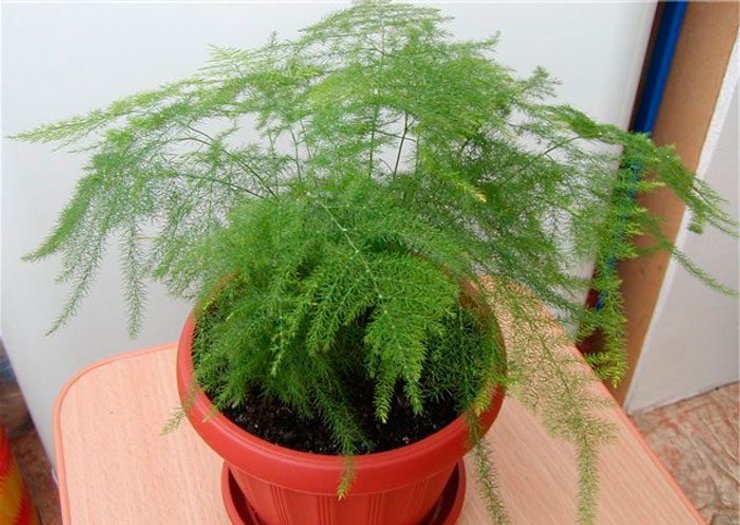 аспарагус, комнатные растения