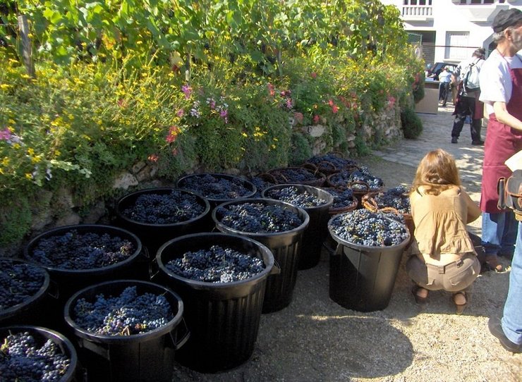 Виноградник в центре Парижа, виноградник монмартр, Кло-Монмартр