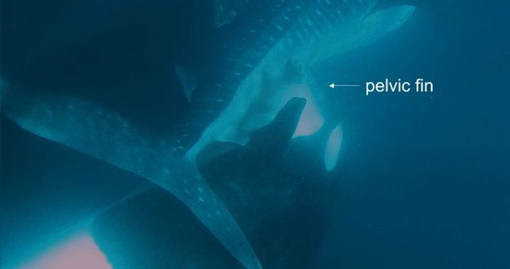 косатки акула